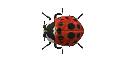 Lady Bug isolated on a Transaprent Background