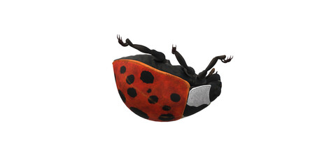 Lady Bug isolated on a Transaprent Background