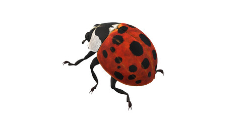 Lady Bug isolated on a Transaprent Background