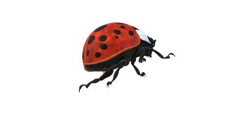 Lady Bug isolated on a Transaprent Background
