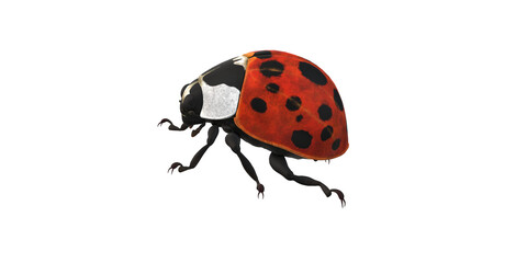 Lady Bug isolated on a Transaprent Background
