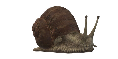 Snail isolated on a Transparent Background