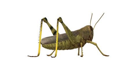Grasshopper isolated on a Transparent Background