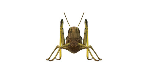 Grasshopper isolated on a Transparent Background