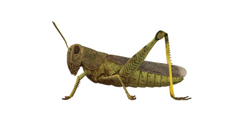 Grasshopper isolated on a Transparent Background