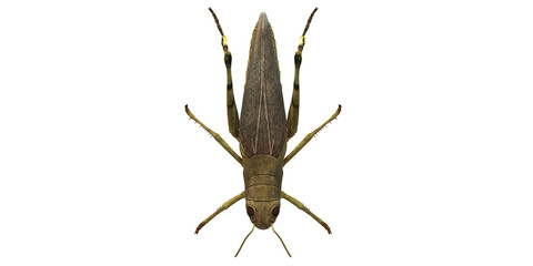 Grasshopper isolated on a Transparent Background