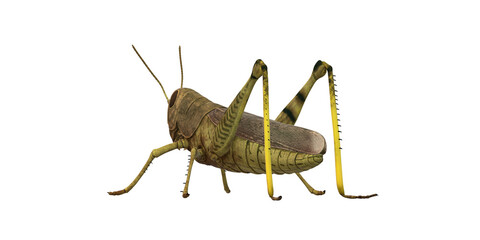 Grasshopper isolated on a Transparent Background