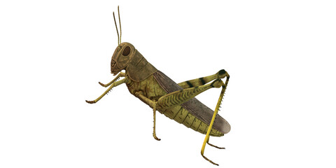 Grasshopper isolated on a Transparent Background