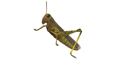 Grasshopper isolated on a Transparent Background