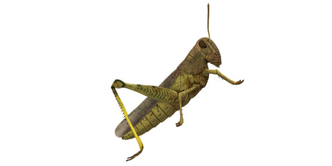 Grasshopper isolated on a Transparent Background