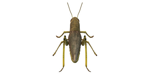 Grasshopper isolated on a Transparent Background
