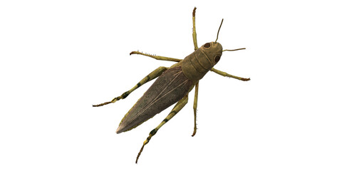 Grasshopper isolated on a Transparent Background