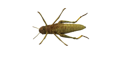 Grasshopper isolated on a Transparent Background