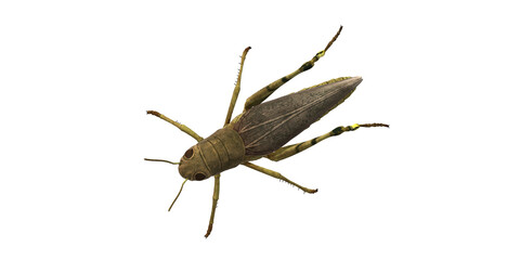 Grasshopper isolated on a Transparent Background