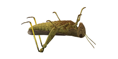 Grasshopper isolated on a Transparent Background