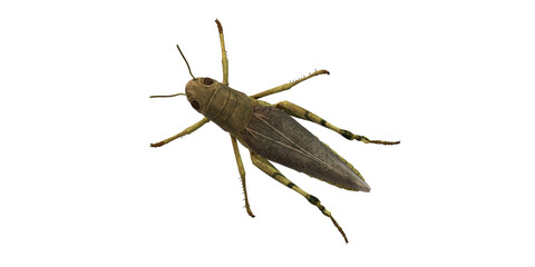 Grasshopper isolated on a Transparent Background