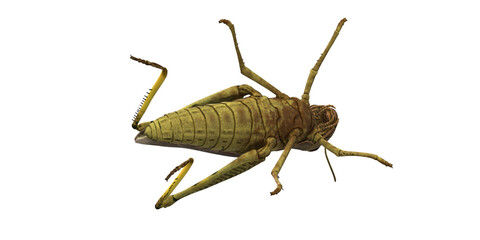 Grasshopper isolated on a Transparent Background