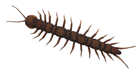 Obraz premium Centipede isolated on a Transparent Background