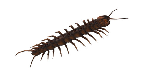 Centipede isolated on a Transparent Background