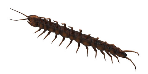 Centipede isolated on a Transparent Background