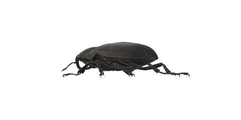 Stag Bettle isolated on a Transparent Background