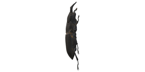 Stag Bettle isolated on a Transparent Background