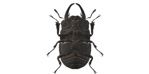 Stag Bettle isolated on a Transparent Background