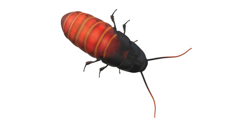 Cockroach isolated on a Transparent Background