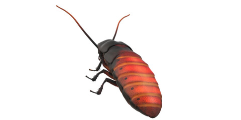 Cockroach isolated on a Transparent Background
