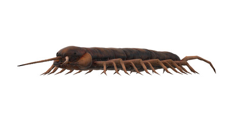Centipede isolated on a Transparent Background