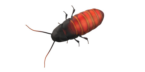 Cockroach isolated on a Transparent Background