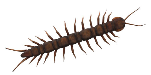 Centipede isolated on a Transparent Background