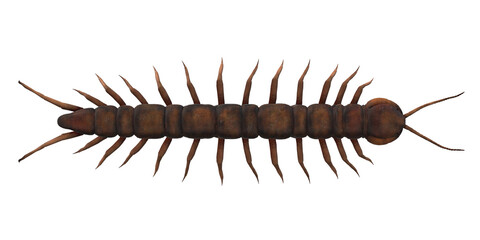 Centipede isolated on a Transparent Background