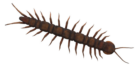 Centipede isolated on a Transparent Background