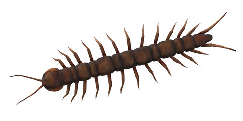 Centipede isolated on a Transparent Background