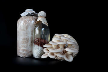 Oyster mushrooms in plastic bags on black background