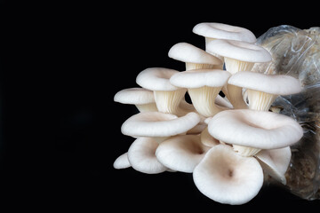 Oyster mushrooms in plastic bags on black background