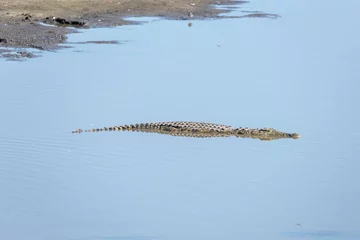 Poster crocodile submerged in lake waters at Kruger park, South Africa © hal_pand_108