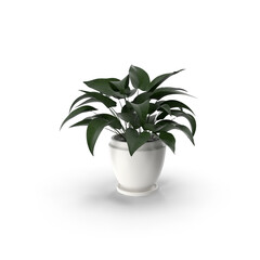 Interior plant big leaves in ceramic white pot