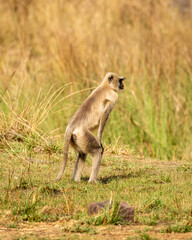 alert Gray Hanuman langurs or indian langur or Semnopithecus monkey sense predator threat and standing on his two legs in outdoor jungle safari at bandhavgarh national park tiger reserve forest india