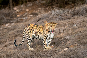 wild male leopard or panther or panthera pardus fusca side profile face eyes closed expression in dry hot summer season evening safari at jhalana leopard reserve forest jaipur rajasthan india asia