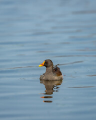 common moorhen or gallinula chloropus bird in wetland of keoladeo national park or bharatpur bird sanctuary rajasthan india asia
