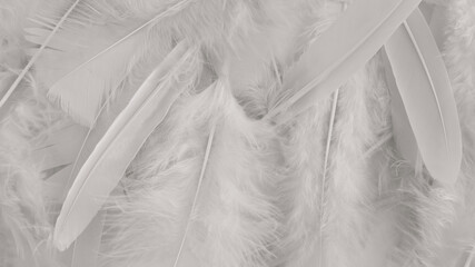 white feather wool pattern texture background