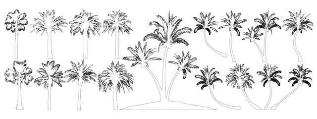 Palm trees contour, set. Coconut tree date palm. Vector illustration