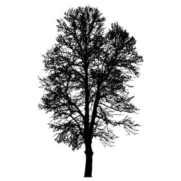 Bare tree with branches silhouette. Beautiful leafless tree.  Vector illustration