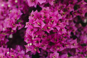 Beautiful violet bougainvillea flowers on a summer street.