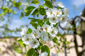 Obraz premium A honey bee collects pollen and nectar on a pear blossom. Selective focus.