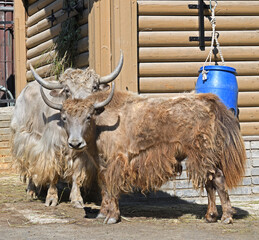 Domestic yaks (Bos grunniens), species of long-haired domesticated cattle