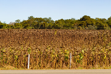 Plantação seca de girassóis em Goiás. Final da safra de girassóis.