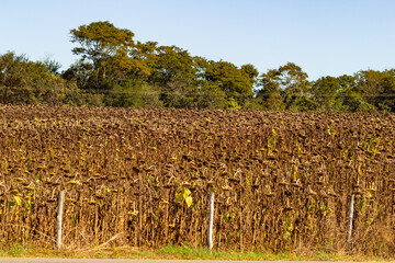 Planta&ccedil;&atilde;o seca de girass&oacute;is em Goi&aacute;s. Final da safra de girass&oacute;is.